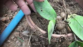 How to grow Zanzibar gem plant from leaves ZZ plants ប្រទាល​នាំលាភសំណាង