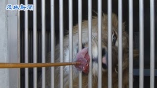 かみね動物園　「ニクの日」でライオンに餌