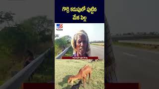 iSmart News : గొర్రె కడుపులో పుట్టిన మేక పిల్ల | A baby goat born in the womb of a sheep -TV9