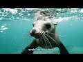 ocean sunfish a giant floating heads from the depths facts of the largest bony fish