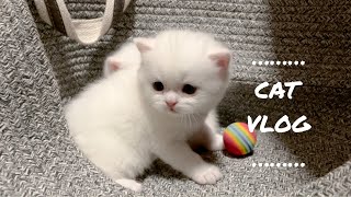 Cat Vlog | Baby Cats Ep.1 | ทำคลอดแมวครั้งแรก! ลูกแมว1เดือน ☁️ขาวนุ่มฟู~