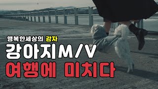 강아지 여행에 미치다 / (feat. 강아지 뮤직비디오) Traveling Puppy Music Video