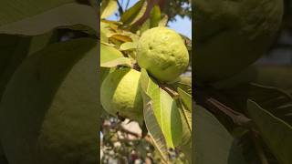 Guava 🍐 fresh fresh harvesting || #organicsnature #gardenplants