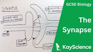 The Synapse - GCSE Biology | kayscience.com