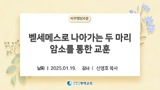 벧세메스로 나아가는 두 마리 암소를 통한 교훈 - (2025년 1월 19일 - 신명호 목사)