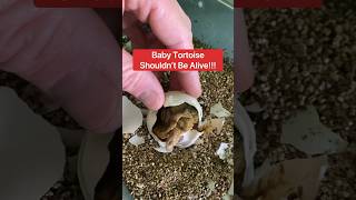Baby Tortoise Shouldn’t Be Alive!!! 🥺🐢 Part 1 #tortoise #shorts