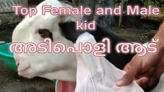 അടിപൊളി വയനാടൻ|Top wayanadan goat|female and male kid|+91 96053 75893