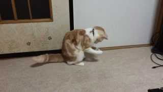 ペットボトルの蓋で遊ぶ猫 - Cat playing with plastic bottles of the lid