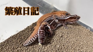 【繁殖日記】ニシアフリカトカゲモドキの繁殖をまとめました！