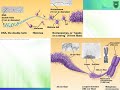 Lecture 1 Chromosomes 2019 2020