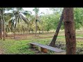 30 acre coconut farm house 🏡 land for sale.