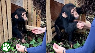 Baby chimp throws himself into rescuer's arms