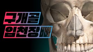 [해부학 - 골학] 머리뼈 - 입천장뼈(구개골, palatine bone)