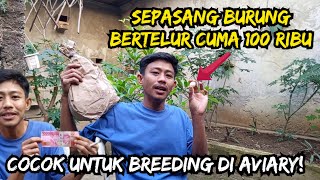 Hunting Burung di Kios! Sepasang Burung Bertelur Cuma 100 Ribu, Cocok untuk Breeding di aviary!