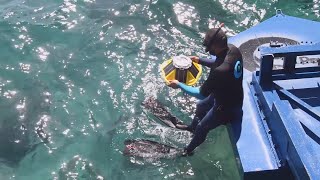 Installation of the Spotter Buoy in EWP Gibraltar Power Station