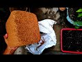 cocopeat unboxing 1kg cocopeat ₹150 on amazon gardening plants soil