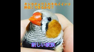 キンカチョウとセキセイインコ仲良くなれるかな？