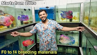 All flowerhorn breeding materials available | தமிழ்