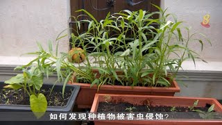 狮城有约 | 生活小学堂：住家园艺常见害虫