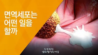 면역세포는 어떤 일을 할까 - (20140730_511회 방송)_색(色)있는 밥상, 면역력을 깨워라!