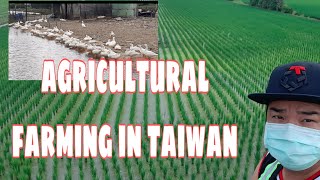 FARMING IN TAIWAN-1