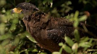 Crested Serpent Eagle Wilpatu National park Sri Lanka Dec2024