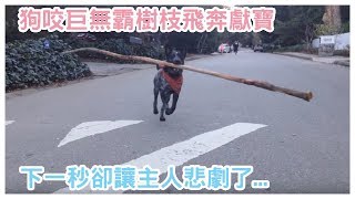 狗狗咬了超大「樹枝」從遠方跑來超嗨森！下一秒主人整個GG