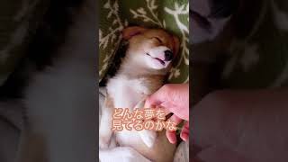 【コーギー】すやすや眠る赤ちゃんコーギー#shorts