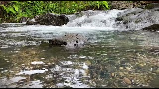 Blue Mountain River in the forest flowing  Sounds (White Noise) for Sleep, Study, Relax 10 Hrs