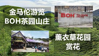 金马伦游览BOH茶园山庄 + 薰衣草花园赏花 | Cameron Highland BOH tea centre \u0026 Lavender Garden