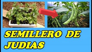 Semillero de Judías Verdes de Enrame // Germinar Alubias // Sembrar Alubias // Todo Huerta y Jardín