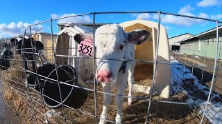 New program seeks to get more workers into Maine's dairy industry