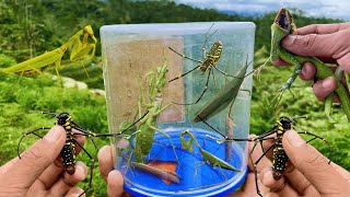 hunting insects on wildlife !! lizard, king praying mantis, giant spider 🕷