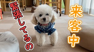 久しぶりの来客に緊張してしまう犬