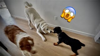 12 Week Rottweiler puppy vs Great Pyrenese / Akbash Dog