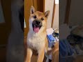 母ちゃんと柴犬の会話が面白い‼️ 柴犬　 犬　 おもしろ　 犬のいる暮らし 癒し