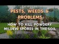 How to Kill Powdery Mildew Spores in the Soil