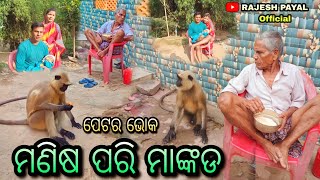 ମଣିଷ ପରି ମାଙ୍କଡ//ପେଟରେ ଭୋକ//Odia vlog//Village vlog//love 💕 marriage//RajeshPayalofficial