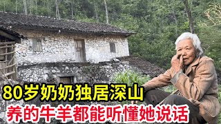 80岁奶奶独居深山，靠养近20只牛羊生活，如今牛羊都能听懂她说话【山农乐哥】