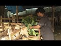 Muslims in Indonesia prepare to welcome Eid al-Adha by purchasing sacrificial animals