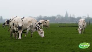 De eerste weidegang is een feit!