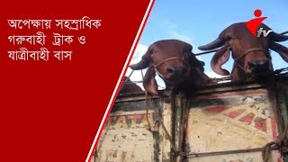 অপেক্ষায় সহস্রাধিক গরুবাহী  ট্রাক ও যাত্রীবাহী বাস