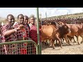 PRESIDENT RUTO AT MAASAI AUCTION DURING MAA CULTURAL WEEK!!