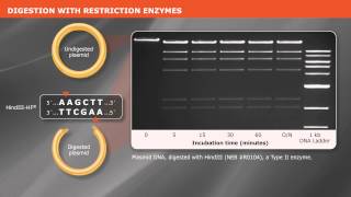 Cloning With Restriction Enzymes