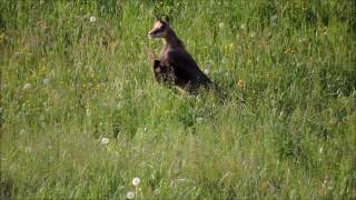 Chamois à saute-mouton