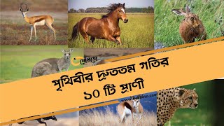 পৃথিবীর দ্রুততম গতির ১০টি প্রাণী | Dekheto