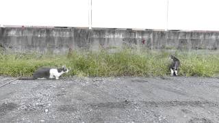 ネコの狩猟本能　Hunting instinct of cats.