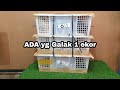 ada yg galak 1 ekor | Unboxing LB