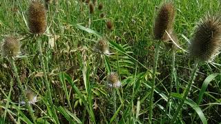 Teasel (Dipsacus) Identification