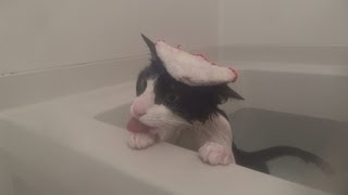 いい湯だにゃ♪ Cat Bath - 猫風呂 -